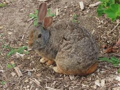 Pronolagus saundersiae