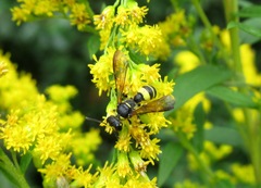 Cerceris quadricincta