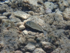 Sparus auratus