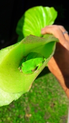 Boana pulchella