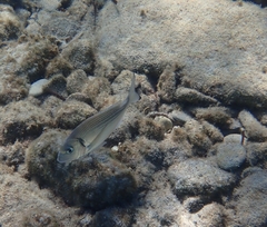 Sparus auratus