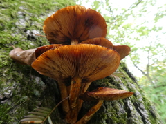 Pholiota aurivella