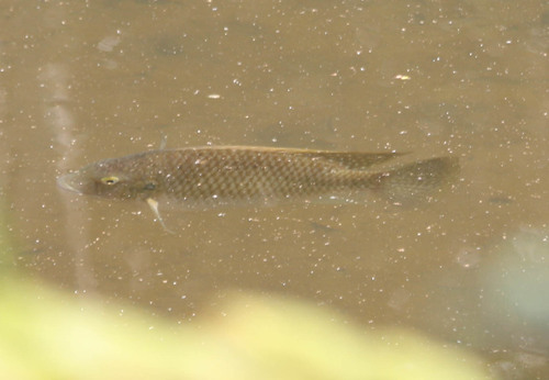 Cichlidae