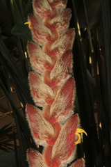 Heliconia vellerigera