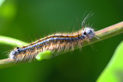 Malacosoma neustria