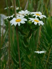 Osmitopsis asteriscoides