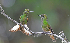 Boissonneaua flavescens