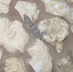 Chondrodactylus bibronii