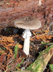 Amanita porphyria