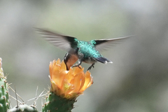 Chlorostilbon melanorhynchus