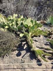 Opuntia littoralis