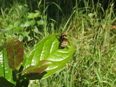 Bombus hortulanus