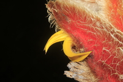 Heliconia vellerigera