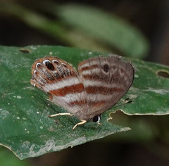 Euselasia euryone