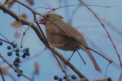 Cardinalis cardinalis
