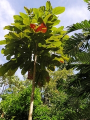 Sterculia apetala