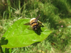 Bombus hortulanus