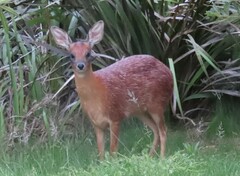 Raphicerus melanotis