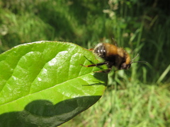 Bombus hortulanus