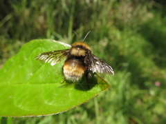 Bombus hortulanus