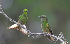 Boissonneaua flavescens