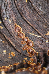 Hymenochaete rubiginosa