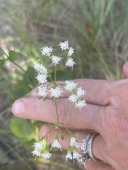 Ageratina jucunda