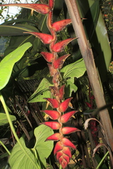 Heliconia mutisiana