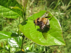 Bombus hortulanus