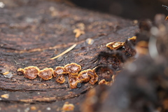 Hymenochaete rubiginosa