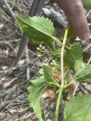 Ageratina jucunda
