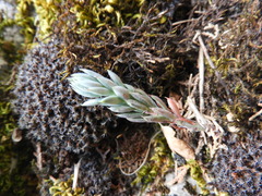 Petrosedum