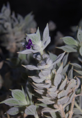 Salvia funerea