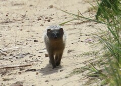 Herpestes pulverulentus