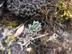 Petrosedum