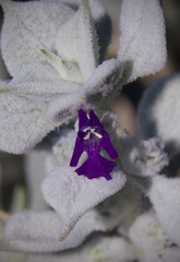 Salvia funerea