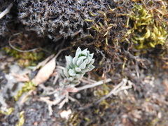 Petrosedum