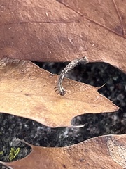 Prochoerodes lineola