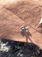 Prochoerodes lineola