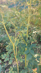 Thalictrum dasycarpum