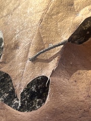 Prochoerodes lineola