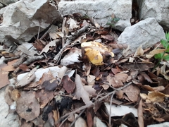 Cortinarius callochrous