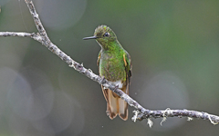 Boissonneaua flavescens