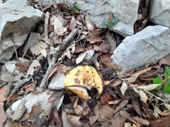 Cortinarius callochrous