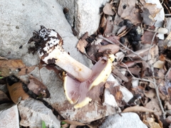 Cortinarius callochrous
