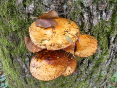 Pholiota aurivella
