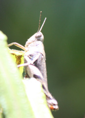 Catantopinae