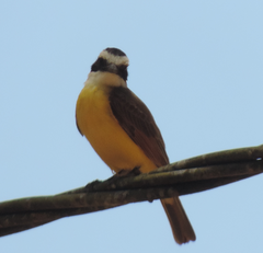 Pitangus sulphuratus