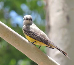 Tyrannus melancholicus