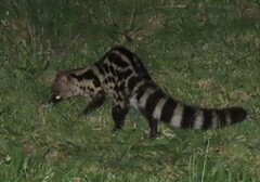 Genetta tigrina